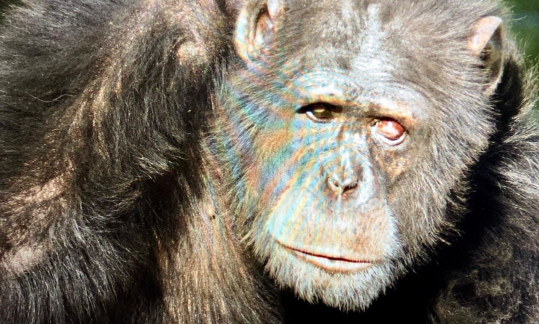 Uno de los primates del Centro de Rescate de Primates, Rainfer, en Madrid