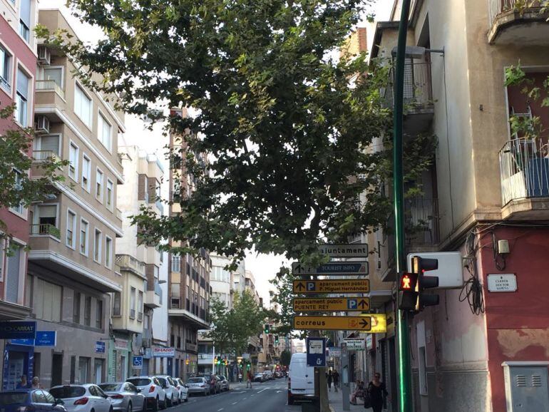 Árbol invadiendo un balcón