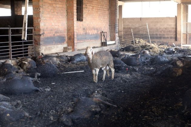 Una oveja sobreviviente junto a unas abrasadas en una granja afectada por el incendio forestal