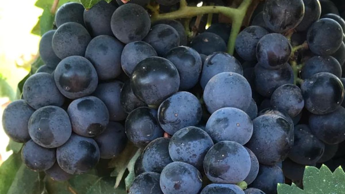 Vendimia en Ibiza: más calidad, menos cantidad