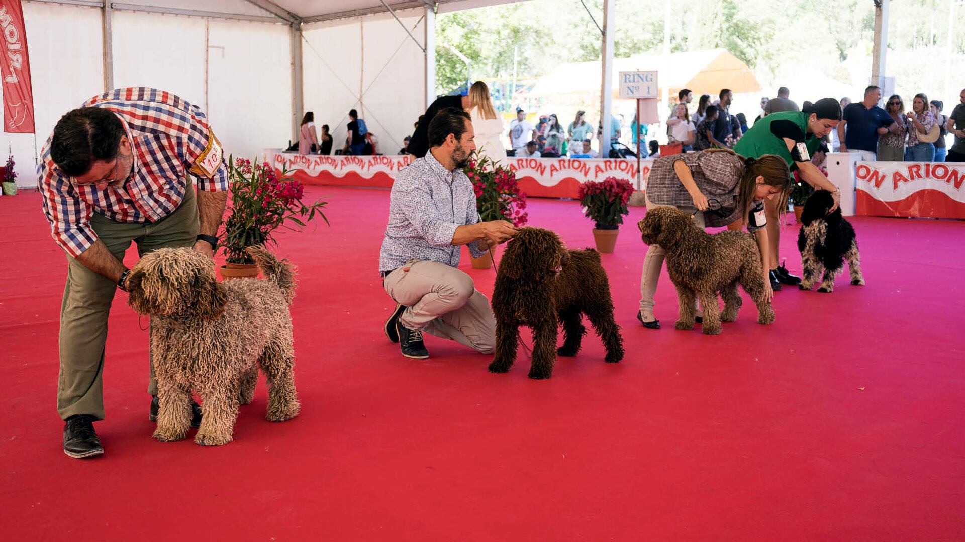 Uno de los concursos de la Feria del Perro de Archidona