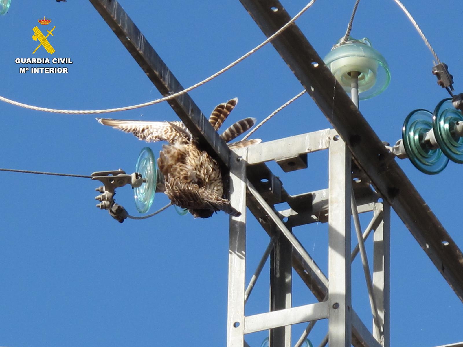 Aves electrocutadas en Madrigal de las Altas Torres (Ávila)./Guardia Civil