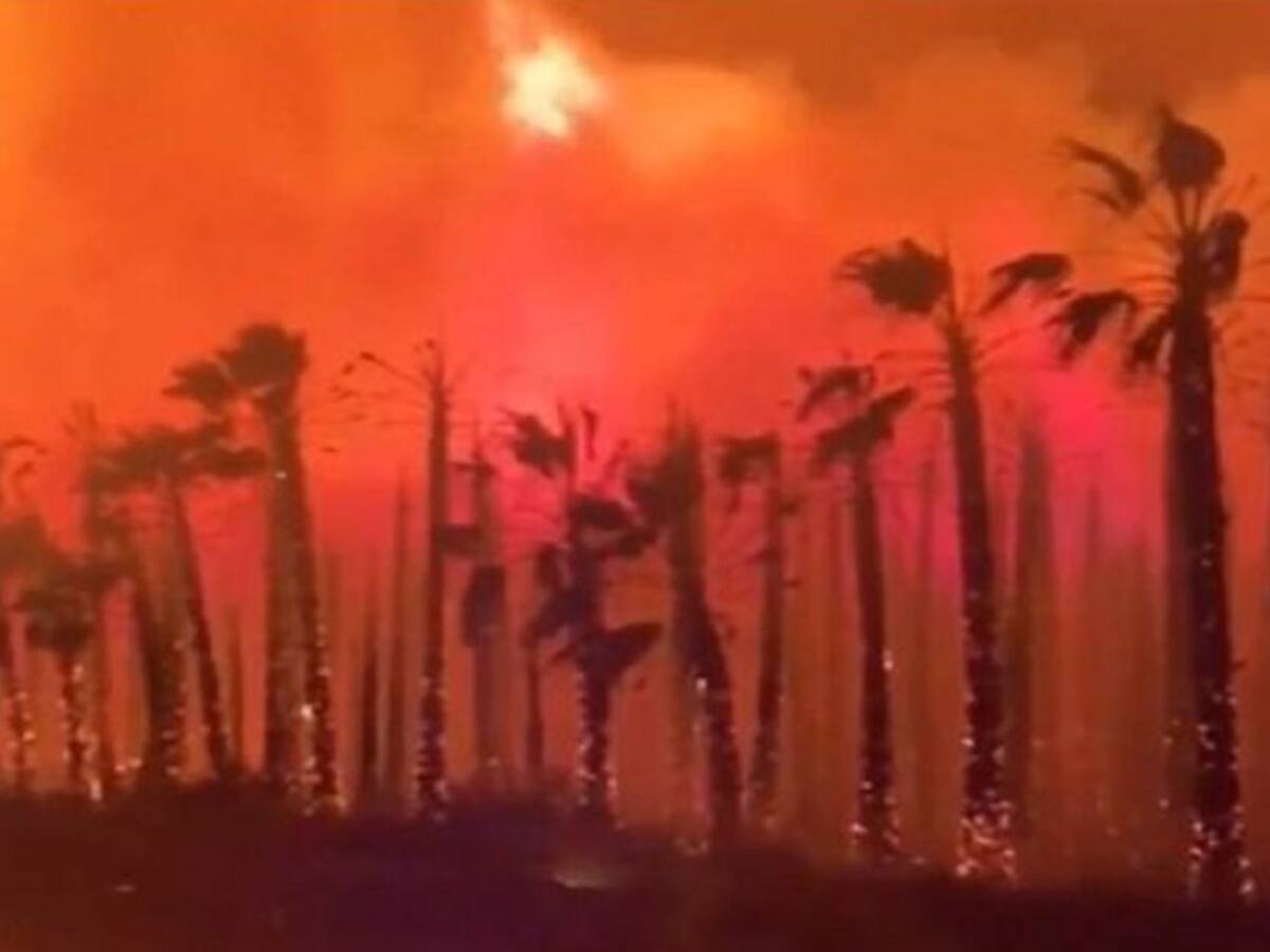 Arde un vivero de palmeras en Elche