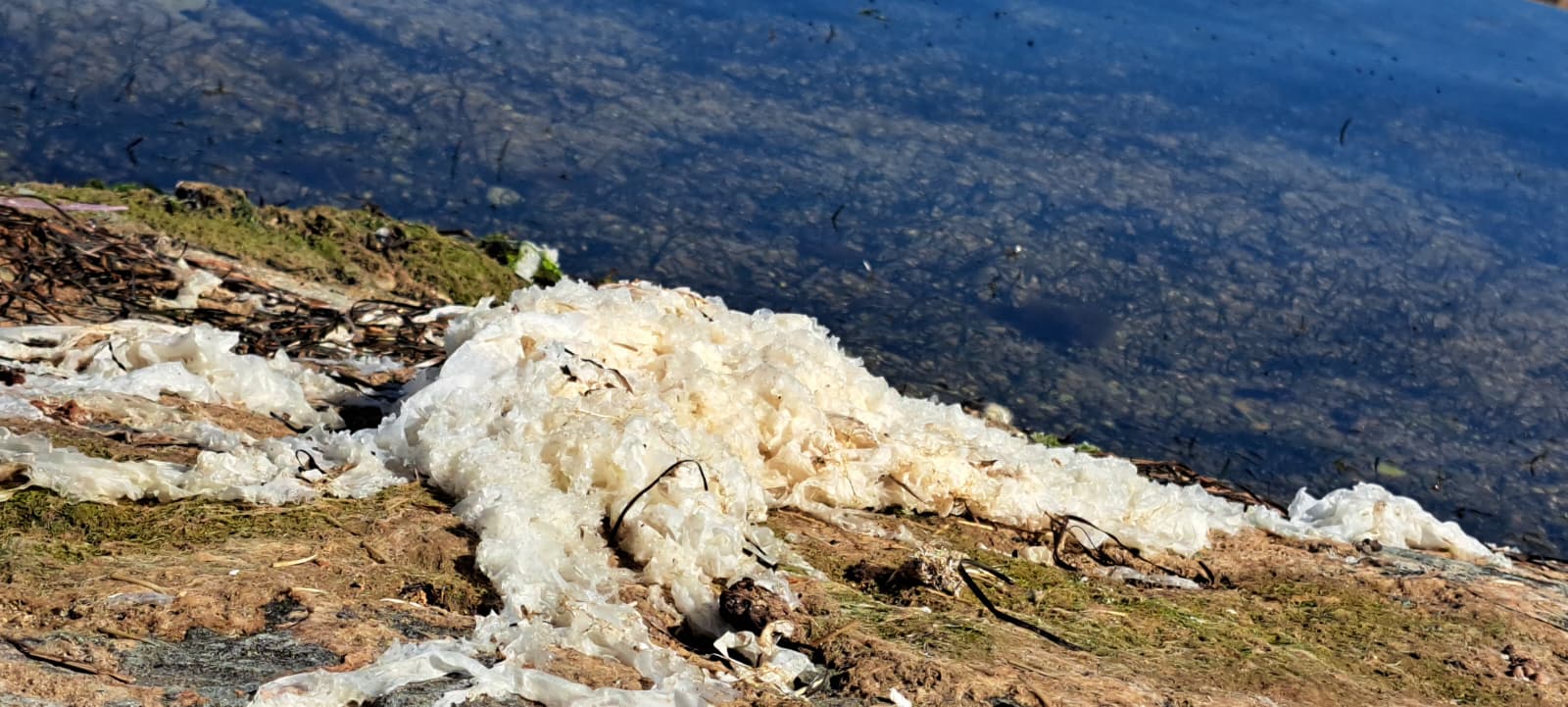 Pacto por el Mar Menor denuncia la saturación de residuos agrícolas en la cubeta sur