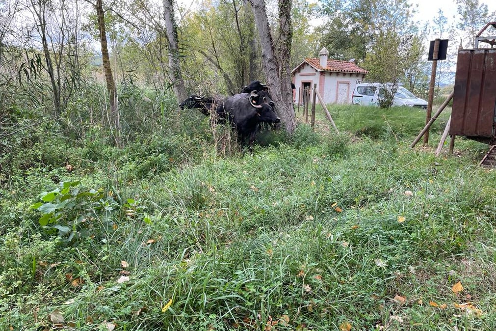 Cadascuna d&#039;aquestes búfales pot pesar entre 600 i 800 quilos.