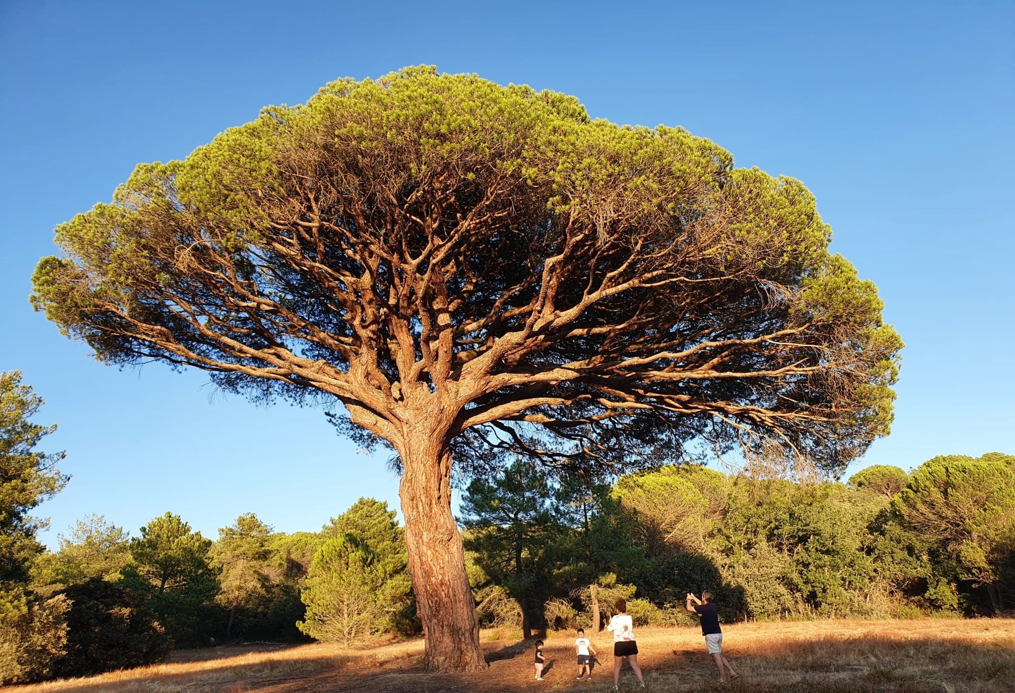 Uno de los árboles singulares de la Ribera del Duero