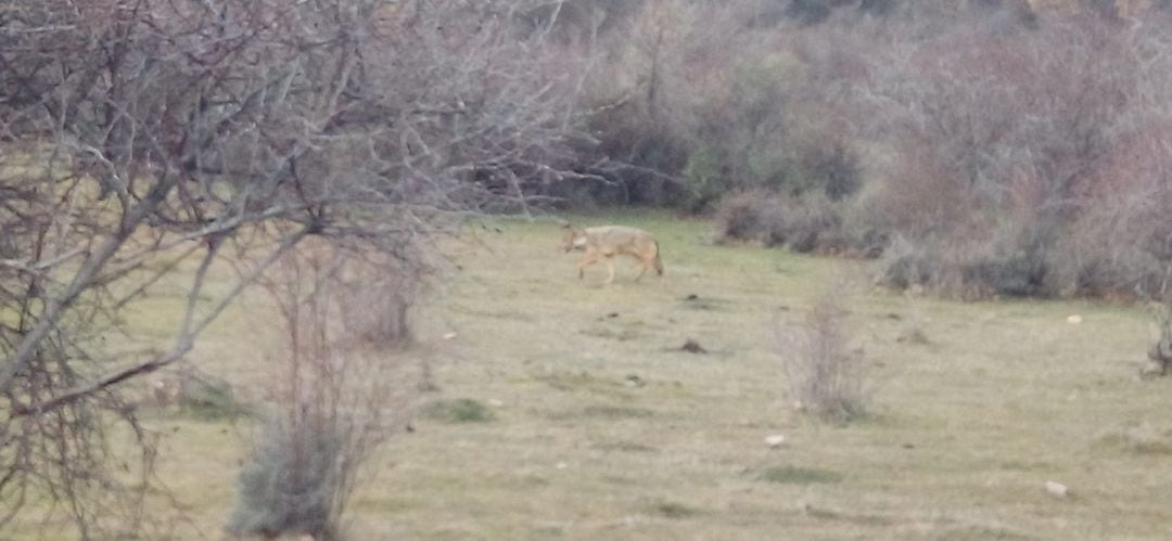 Un lobo en Prádena del Rincón