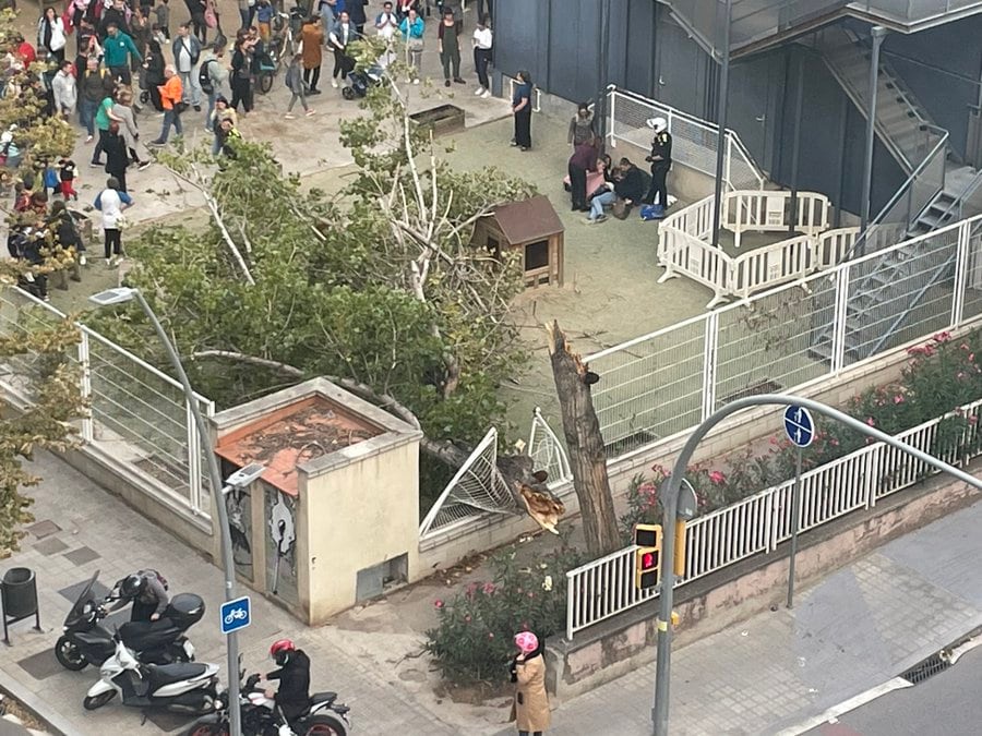 Imatge d'un arbre caigut al pati de l'escola 30 Passos del barri de la Sagrera de Barcelona