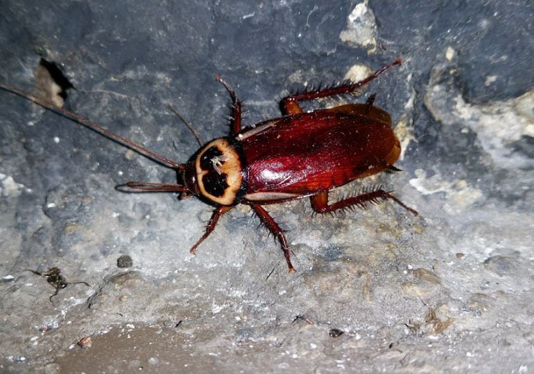 Un ejemplar de Periplaneta australasiae, la especie de cucaracha australiana encontrada en Madrid. 