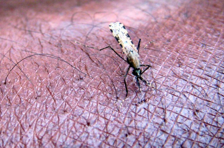 El mosquito de la especie Anopheles es el principal transmisor de la malaria en África. El Día Mundial contra la Malaria se celebra cada 25 de abril para destacar la necesidad de invertir continuamente en la prevención y el control de esta enfermedad que 