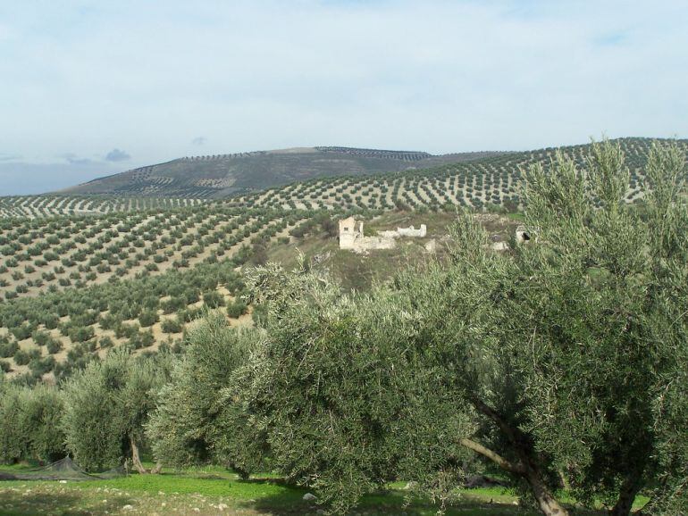 Paisaje del olivar jiennense