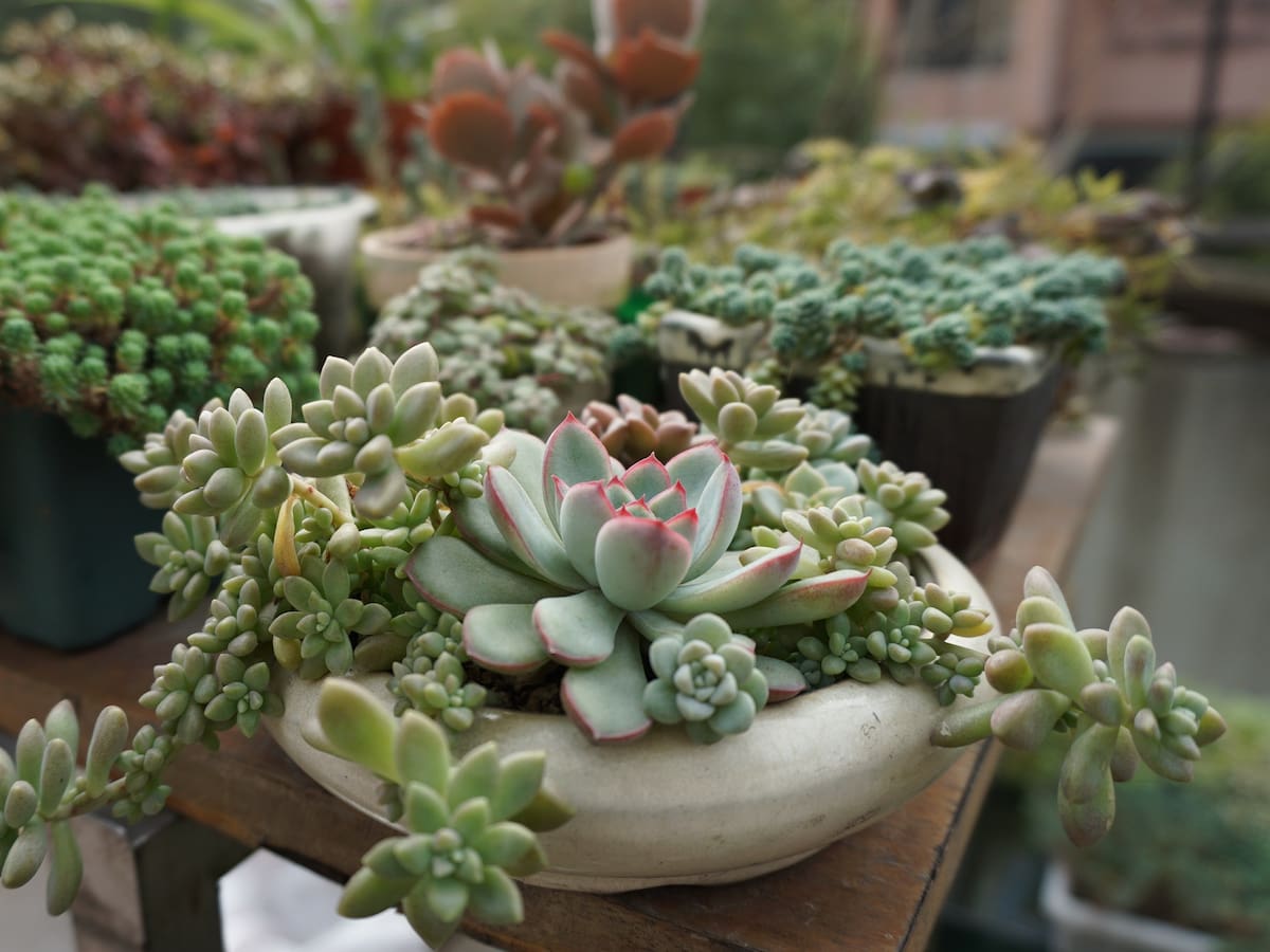 El fascinante mundo de las suculentas: plantas que convierten el ahorro en supervivencia