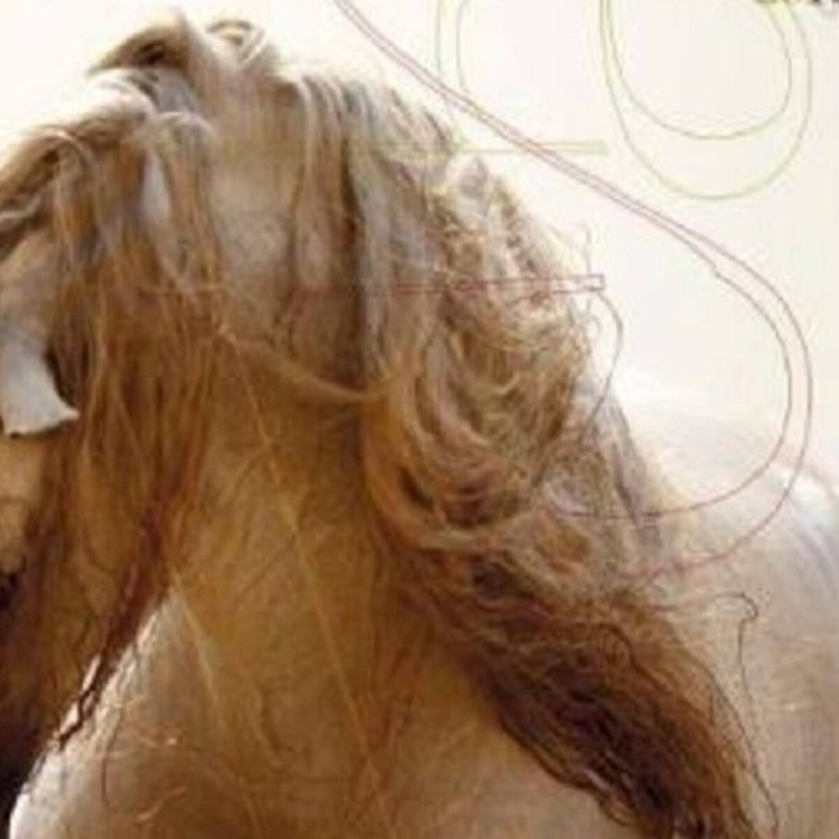 ANCCE otorga la máxima distinción para Anducab