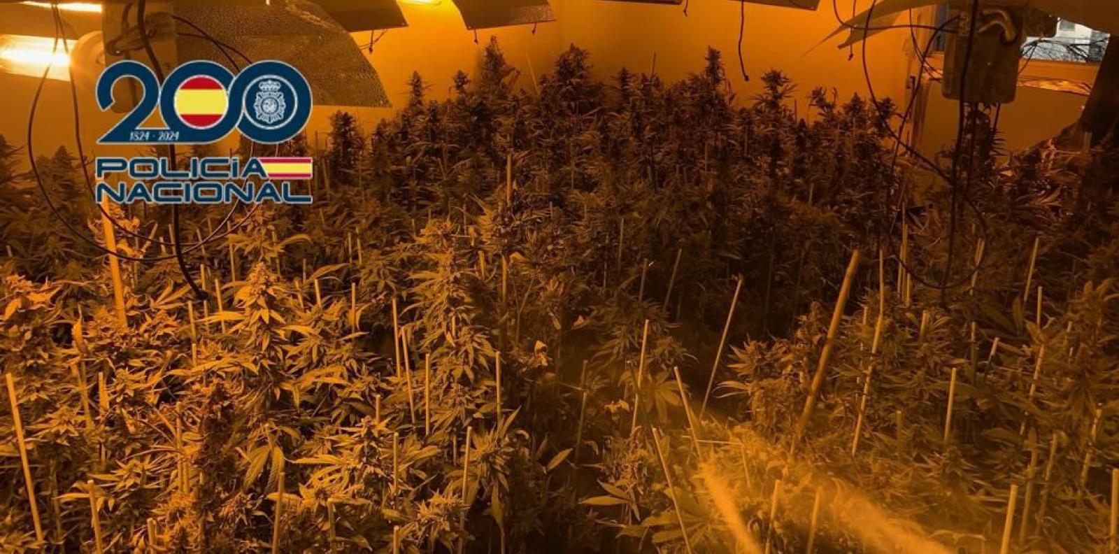 Plantas de marihuana incautadas por la Policía Nacional en Córdoba capital