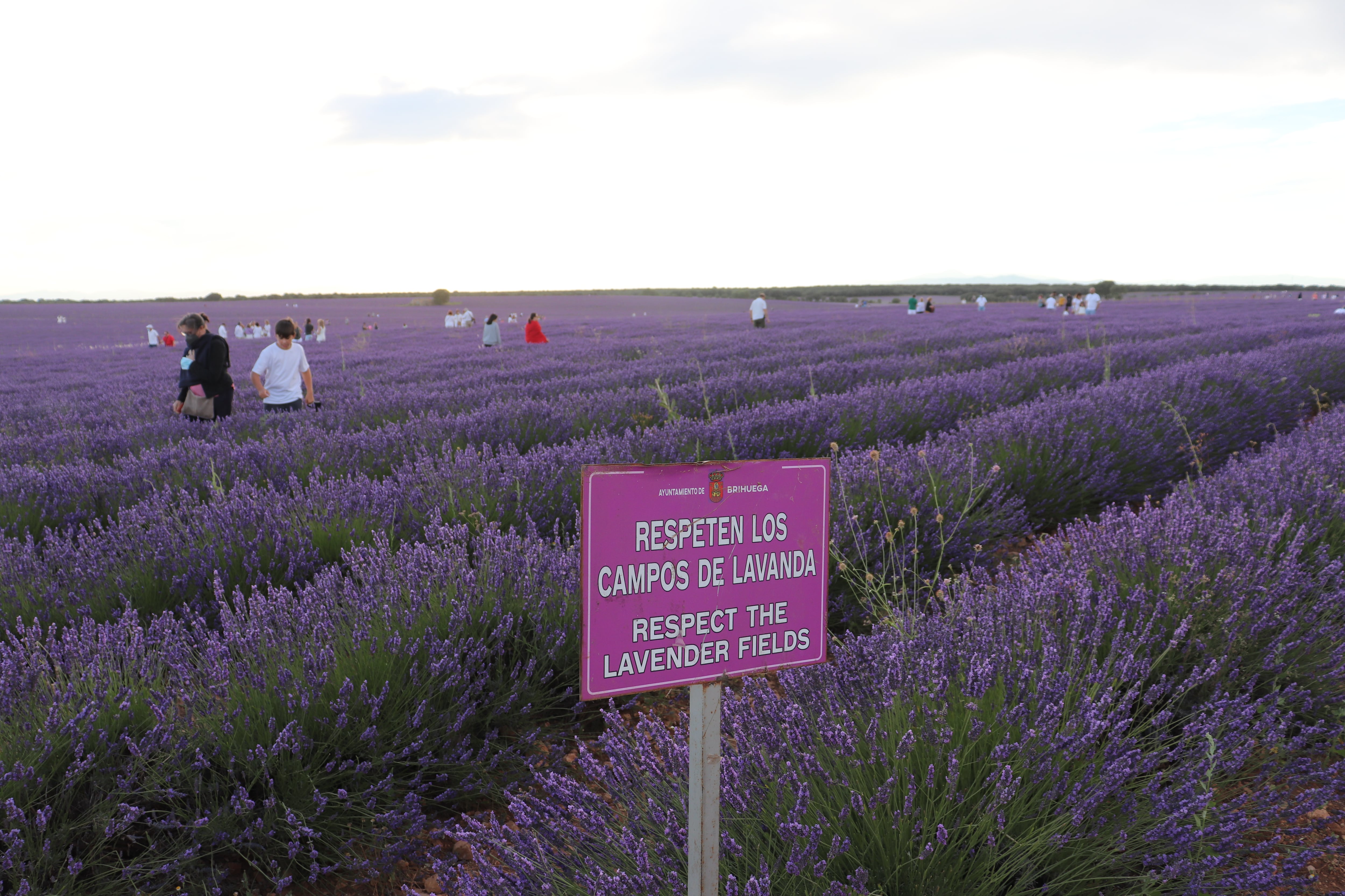 Imagen de los icónicos campos de lavanda de Brihuega, Guadalajara, estrenando el verano