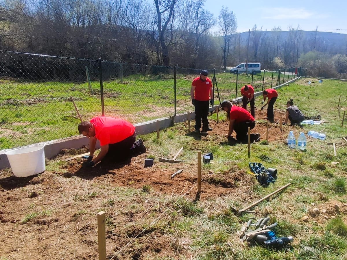 CIUDEN amplía la investigación en el uso de plantas medicinales y cosméticas en una parcela cedida por Igüeña