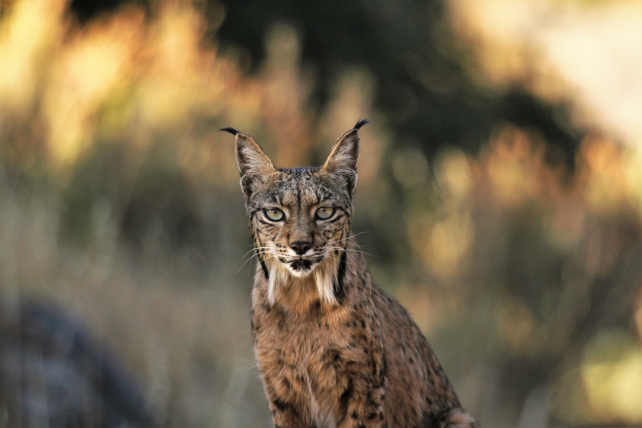 Algunas especies de mamíferos como el lince ibérico muestran una tendencia positiva por los esfuerzos de conservación que se han hecho en los últimos años para aumentar las poblaciones silvestres.