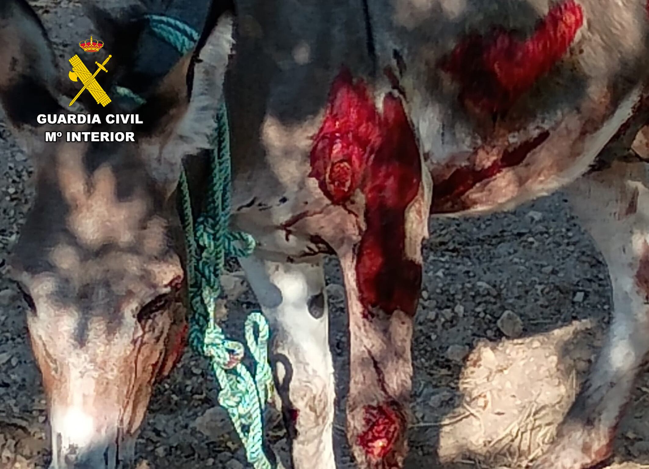 La Guardia Civil investiga al propietario de un burro en Moratalla por arrastrarlo durante medio kilómetro