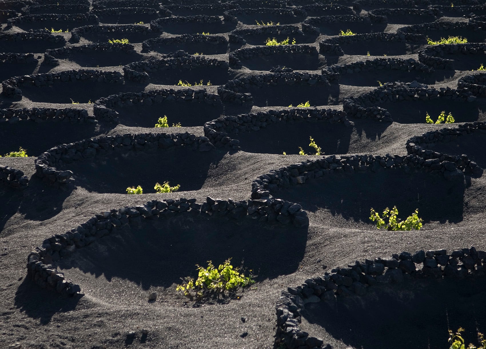 Paisaje de La Geria, en Lanzarote.