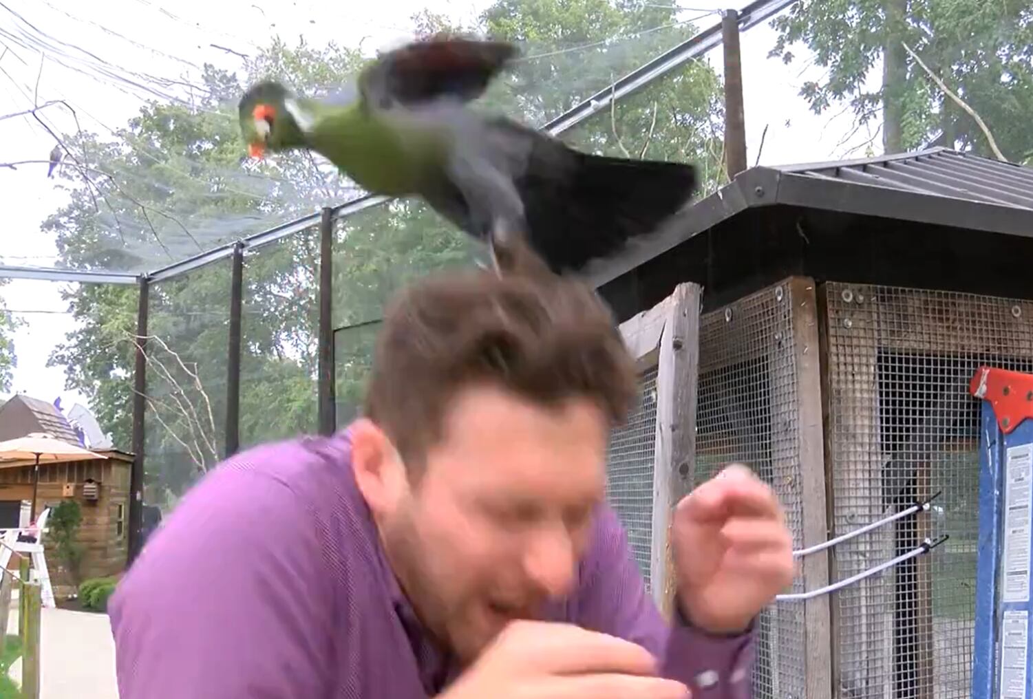 El pájaro ataca al reportero en directo.