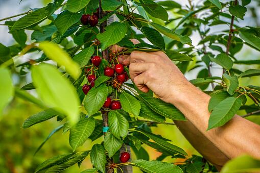 La recogida de la cereza comenzó hace 10 días