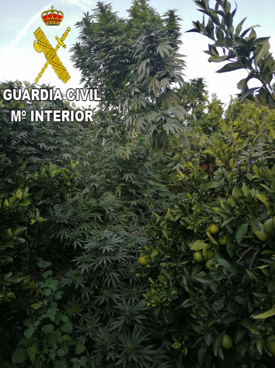 Plantas de marihuana en un campo entre Castellonet y Almiserà 