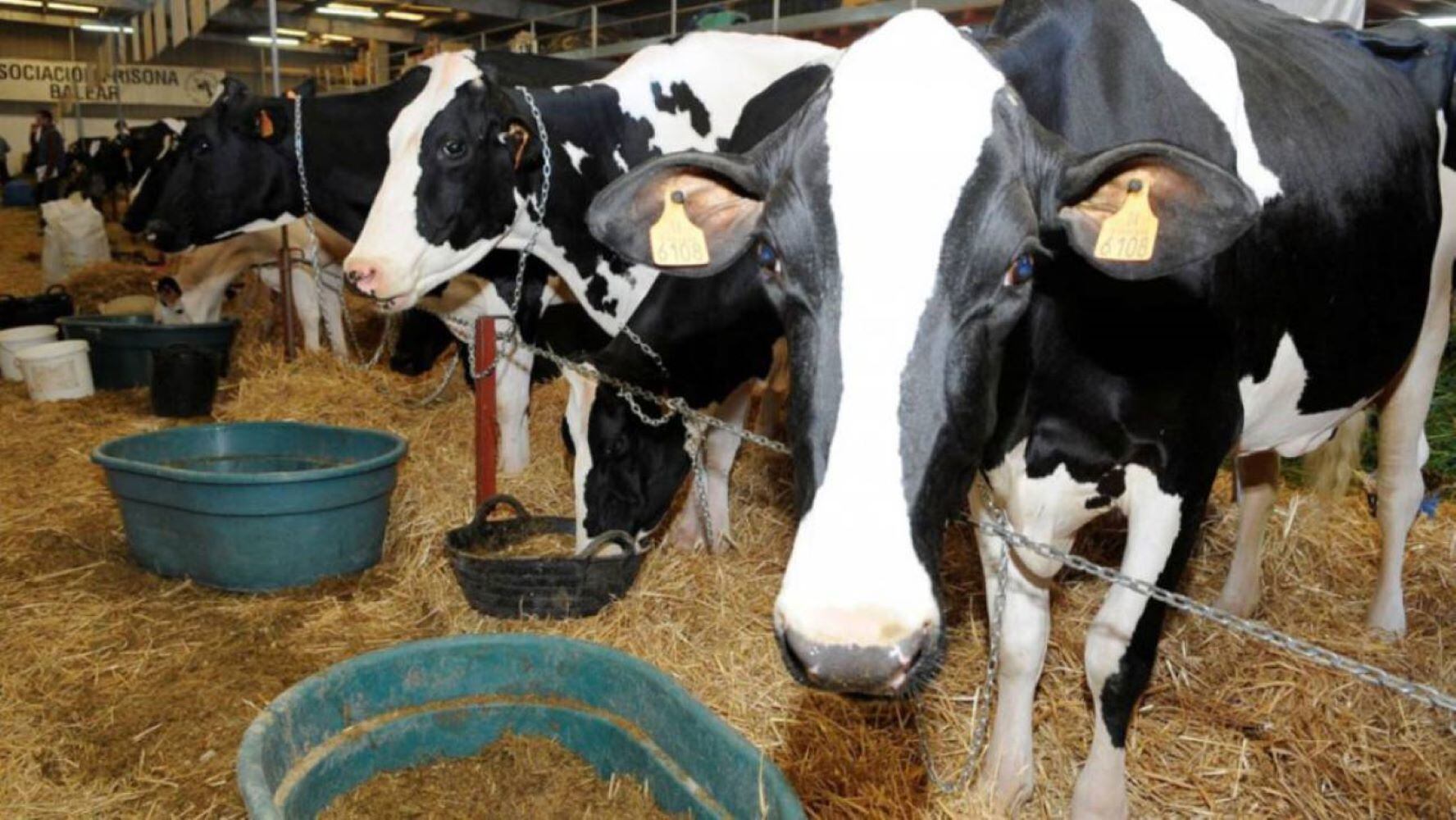 Torna la gran festa ramadera de Menorca després de dos anys.