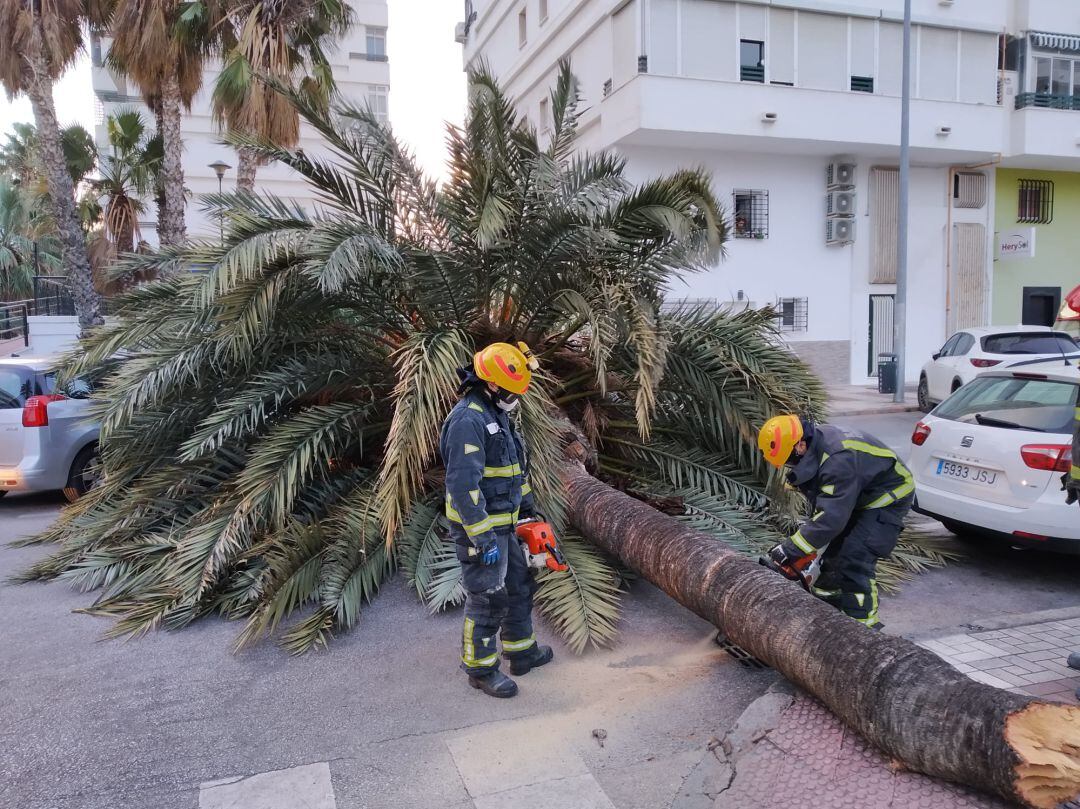 Bomberos de Málaga actúan para retirar la palmera caída