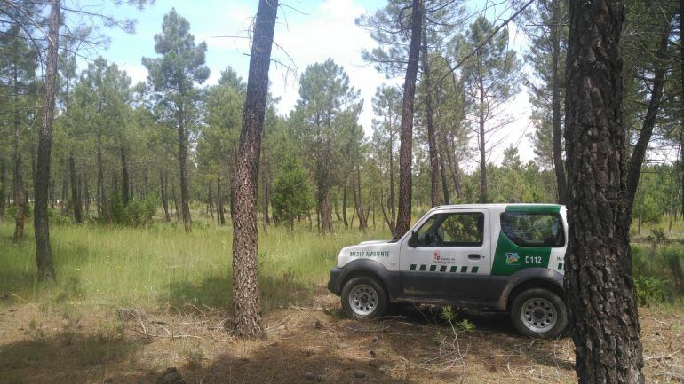 El terreno forestal está excepcionalmente verde para lo que es normal en vísperas del mes de julio