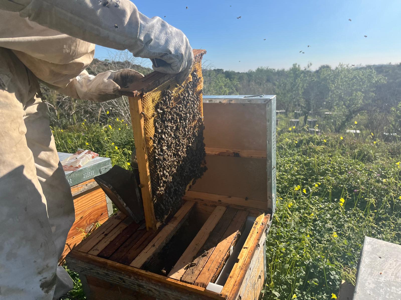 Álvaro Pérez, apicultor del campo de Cartagena
