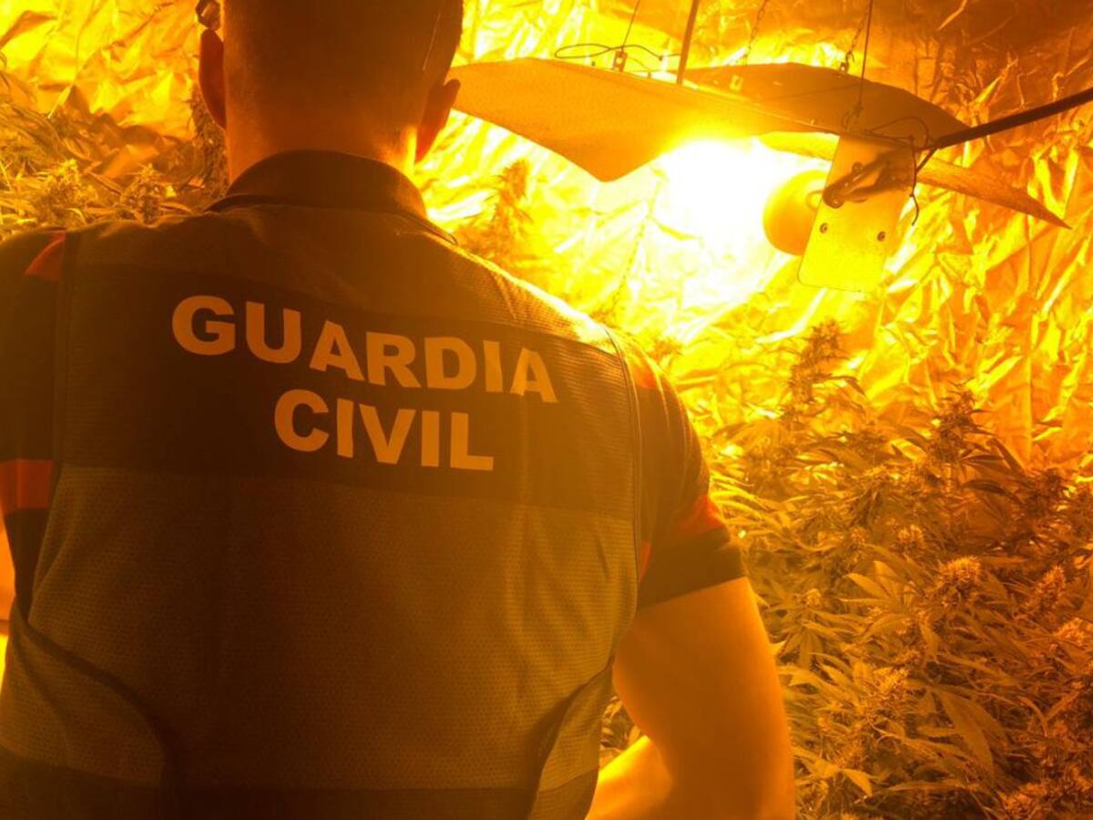 La Guardia Civil interviene 256 plantas de marihuana en Arjonilla