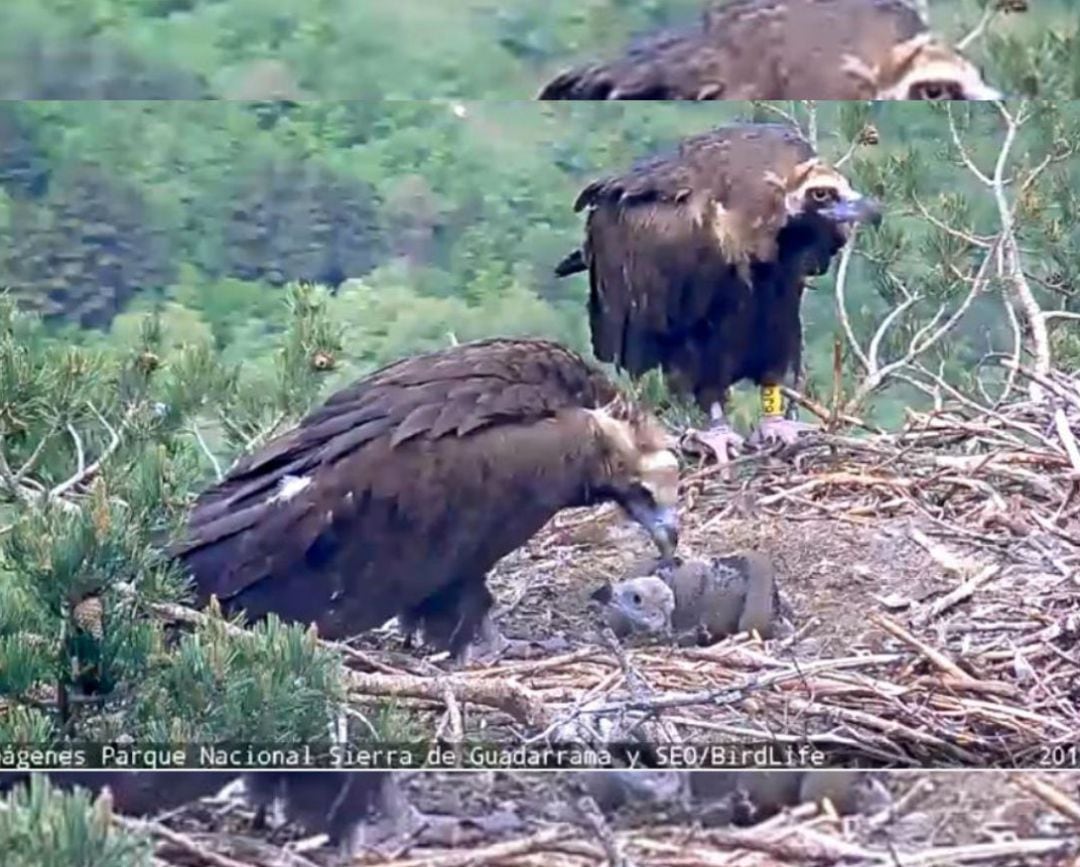 Imagen de la webcam instalada en el Parque Nacional de la Sierra de Guadarrama