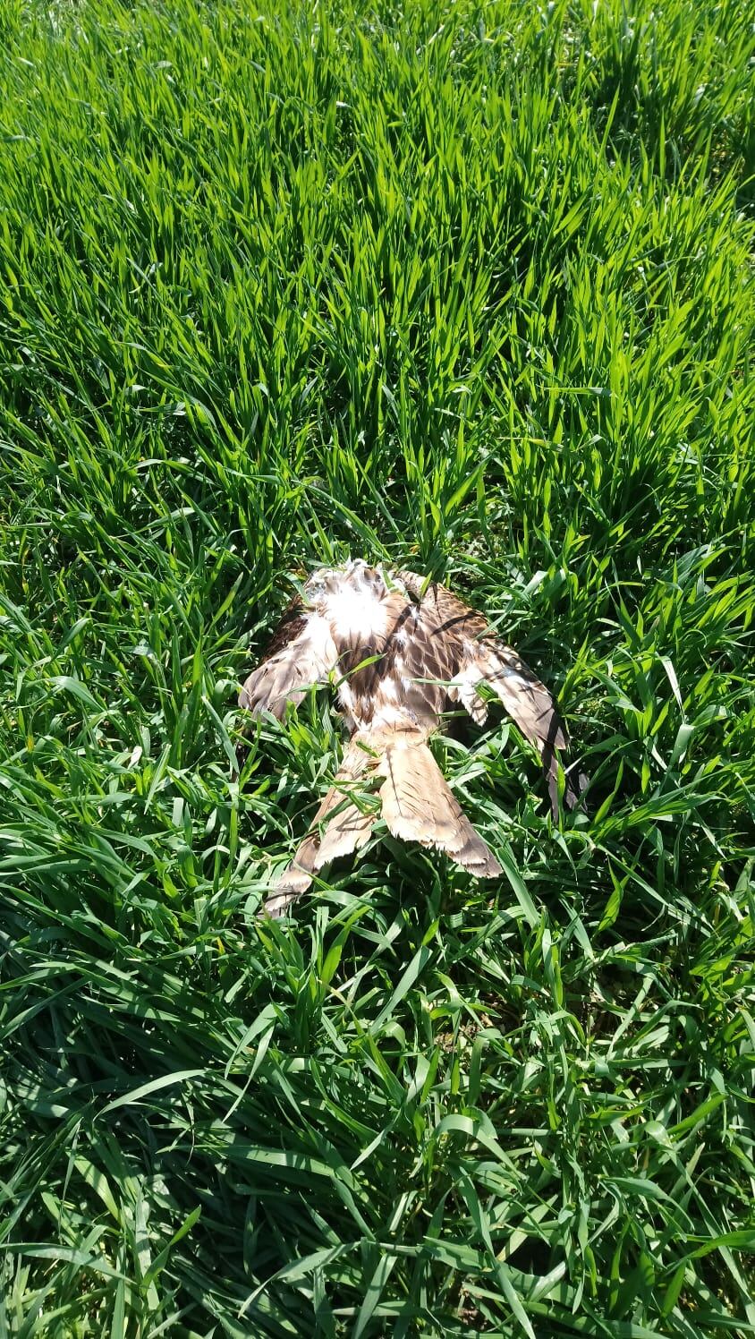 Fotografía de archivo de una de las aves que fue encontrada envenenada en 2020 en Álava