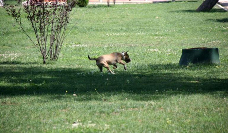 La Policía lleva a cabo una campaña especial para detectar los incumplimientos de la normativa sobre animales