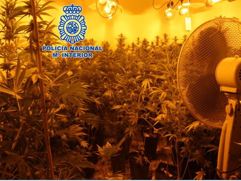 Imagen de archivo de un cultivo interior de marihuana en Granada