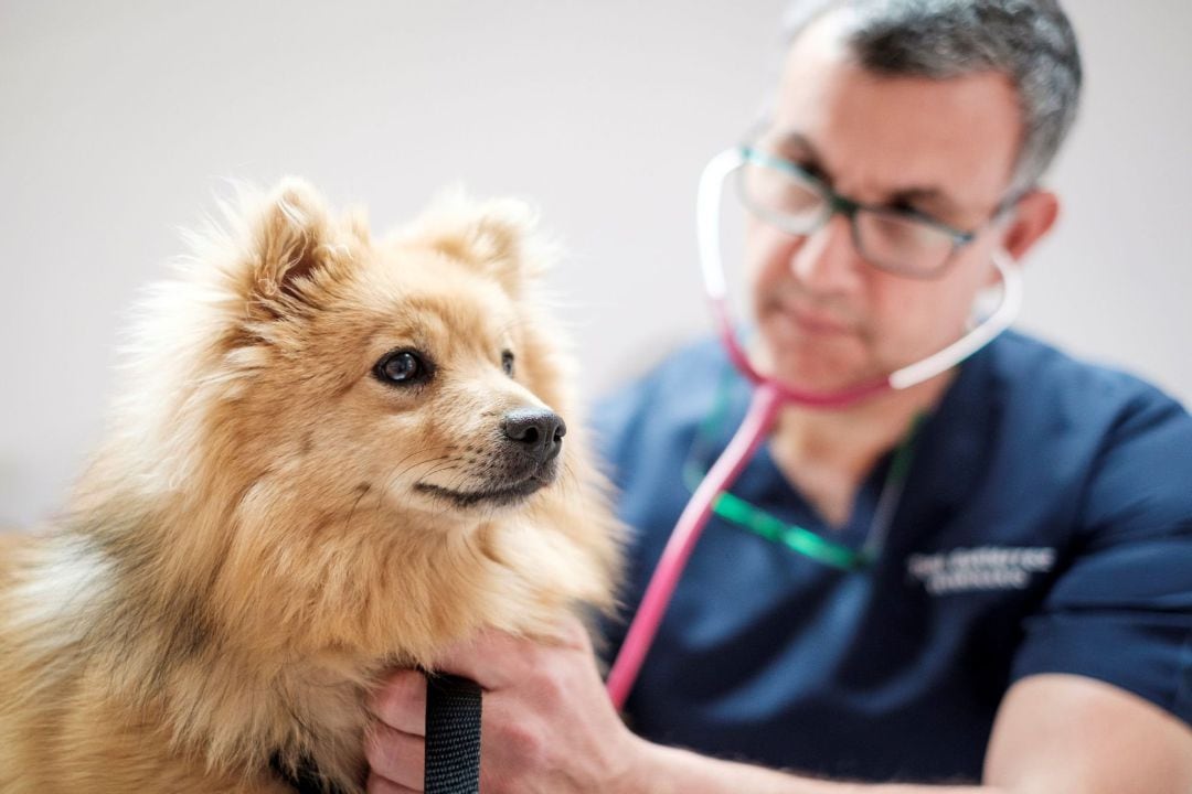 Un veterinario atiende a un perro en una clínica veterinaria 