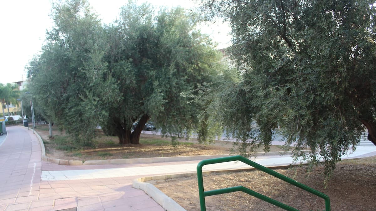 Entrevista con Ginés Serna, vecino de Totana.El consistorio totanero cede a un vecino del municipio, que estaba en paro, el servicio de recogida de aceituna de los olivos municipales para que pueda explotarlos y sacar aceite de ellos a cambio de su poda