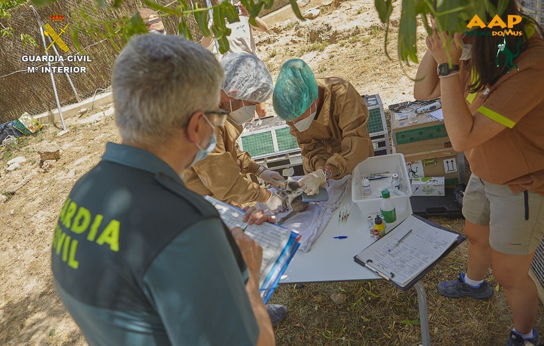Intervención de doce espécimenes de lémur