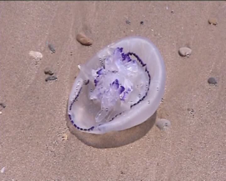 L'Institut de Ciències del Mar assegura que la presència en relació a altres anys és similar però les corrents d'aigua i els temporals no les porten a la costa