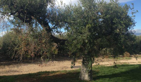 Una olivera tradricional, davant les plantacions de La Boella.