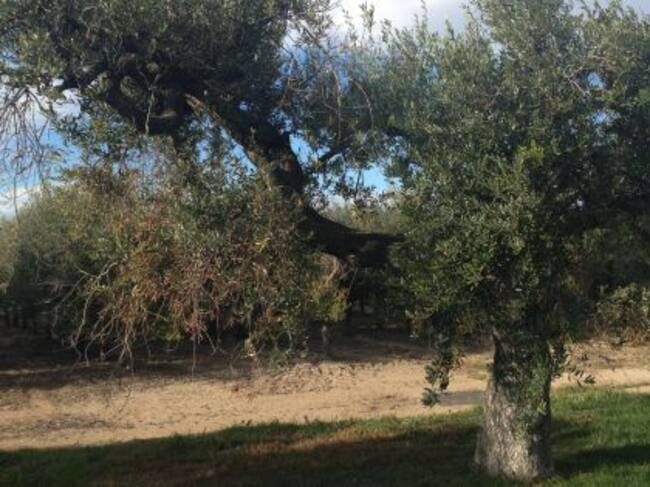 Una olivera tradricional, davant les plantacions de La Boella.