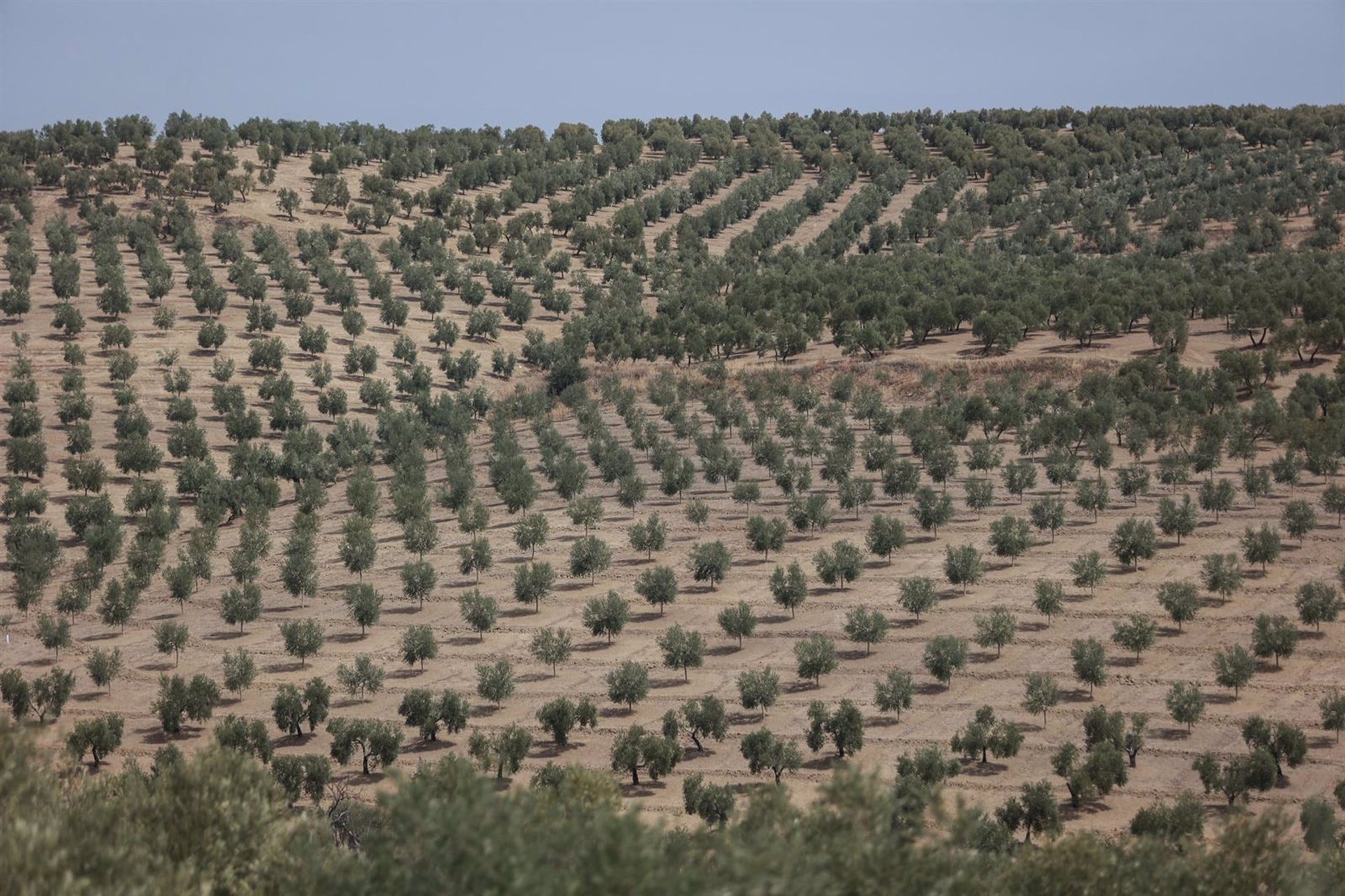 Olivar en Jaén