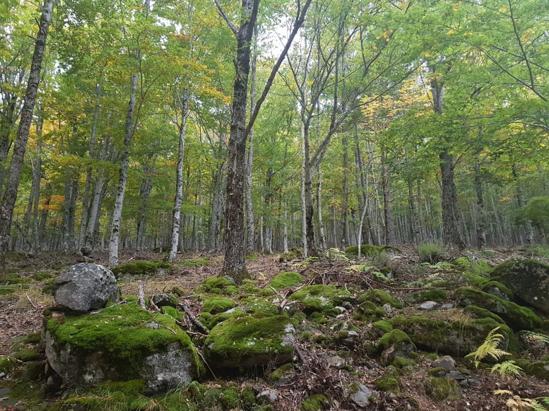 Bosques de Soria