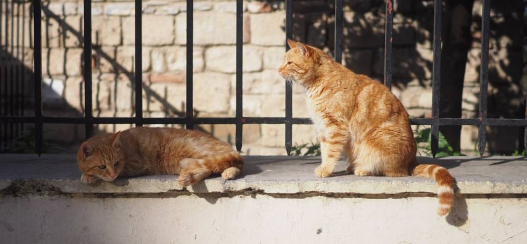 Se ha dado un nuevo caso de maltrato animal en Calvià, donde un gato ha muerto después de que un disparo le perforara órganos internos.