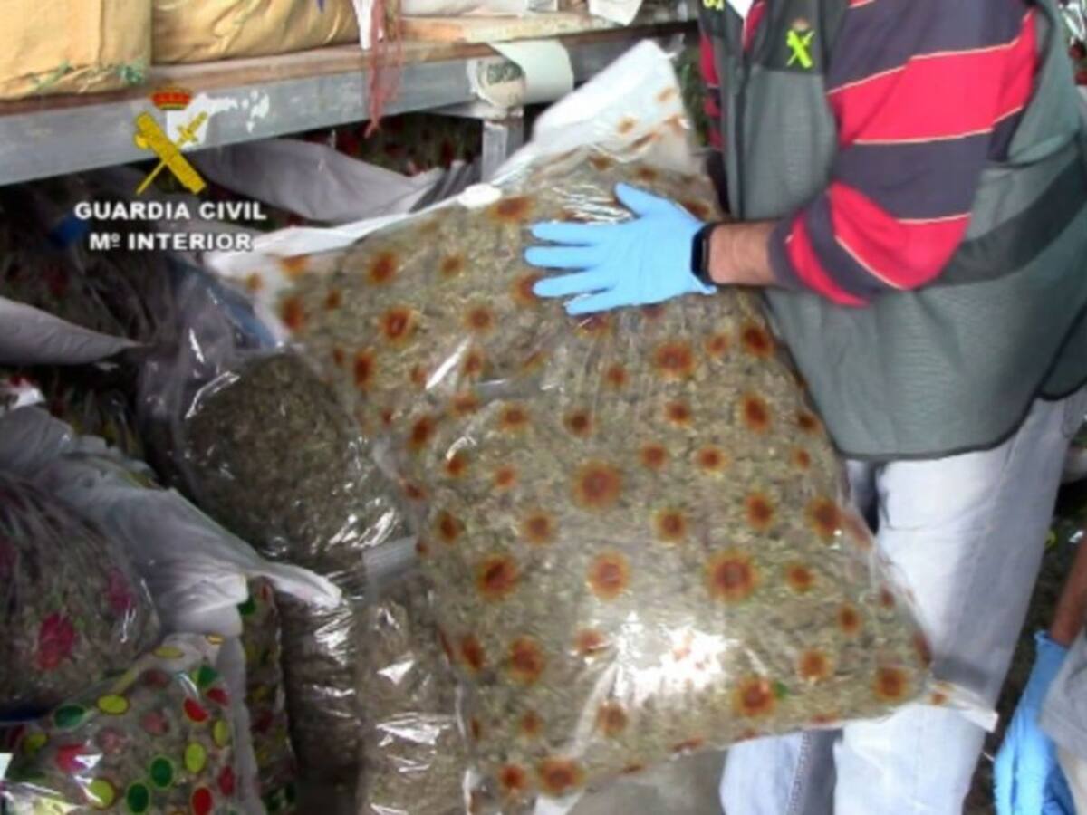 Detenidas 23 personas por cultivar marihuana en Cádiz y traficar con ella en Galicia y norte de Europa