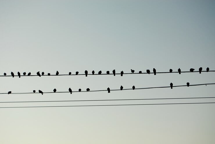 Plaga de Palomas