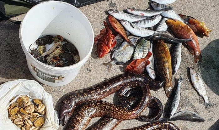 Moluscos intervenidos por la Policía