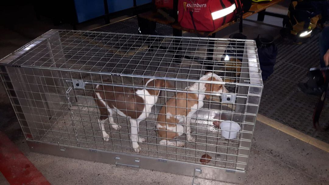 Dos de los cuatro cachorros rescatados por los bomberos