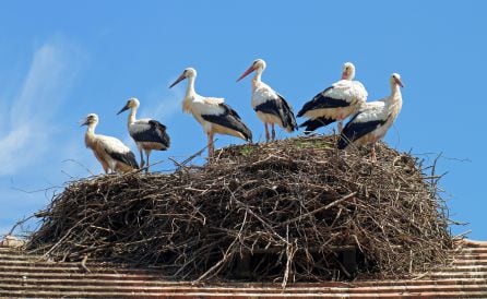 Cigüeñas en un tejado de Córdoba