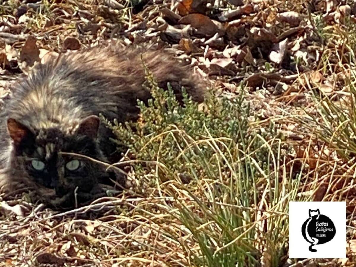 Se cumple el primer mes de trabajo de la Asociación Gatos Callejeros en Villena